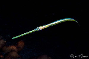 Cornetfish/Photographed with a 60 mm macro lens at Lembeh... by Laurie Slawson 